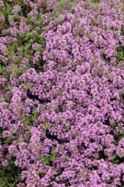 Magic Carpet Creeping Thyme (Thymus Serpyllum) - 6 Pack Of Pint Pots -Garden Plant Seeds thymus serpyllum magic carpet creeping thyme 7