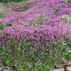 Magic Carpet Creeping Thyme (Thymus Serpyllum) - 6 Pack Of Pint Pots -Garden Plant Seeds thymus serpyllum magic carpet creeping thyme 8