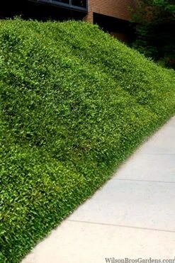 Asian Jasmine - Asiatic Jasmine - 1 Gallon Pot