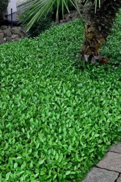 Asian Jasmine - Asiatic Jasmine - 1 Gallon Pot -Garden Plant Seeds trachelospermum asiaticum asian jasmine 3