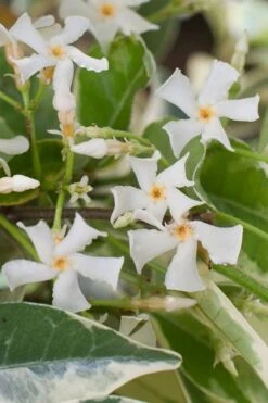 Variegated Confederate Jasmine - Trachelospermum Jasminoides - 3 Gallon Pot -Garden Plant Seeds trachelospermum jasminoides variegatum confederate jasmine 1