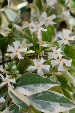 Variegated Confederate Jasmine - Trachelospermum Jasminoides - 3 Gallon Pot -Garden Plant Seeds trachelospermum jasminoides variegatum confederate jasmine 2