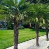 Windmill Cold Hardy Palm Tree - 1 Gallon Pot -Garden Plant Seeds trachycarpus fortunei windmill palm 12 1