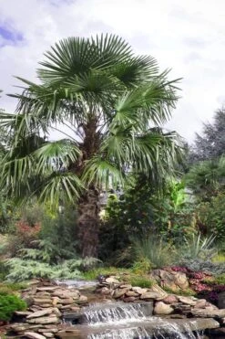 Windmill Cold Hardy Palm Tree - 3 Gallon Pot -Garden Plant Seeds trachycarpus fortunei windmill palm 13