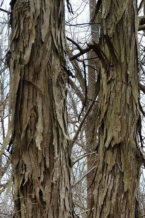 Shagbark Hickory Tree (Carya Ovata) - 3 Gallon Pot 11 Shagbark Hickory Tree (Carya Ovata) - 3 Gallon Pot - Image 9