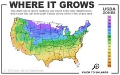 Rebecca Clematis - 1 Gallon Pot -Garden Plant Seeds usda zone map 2