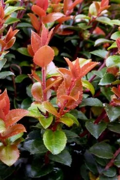 Evergreen Huckleberry (Vaccinium Ovatum) -3 Gallon Pot 16 Evergreen Huckleberry (Vaccinium Ovatum) -3 Gallon Pot -Garden Plant Seeds vaccinium ovatum evergreen huckleberry 10