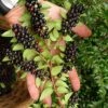 Evergreen Huckleberry (Vaccinium Ovatum) -3 Gallon Pot -Garden Plant Seeds vaccinium ovatum evergreen huckleberry 11