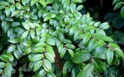Evergreen Huckleberry (Vaccinium Ovatum) -3 Gallon Pot 19 Evergreen Huckleberry (Vaccinium Ovatum) -3 Gallon Pot -Garden Plant Seeds vaccinium ovatum evergreen huckleberry 12