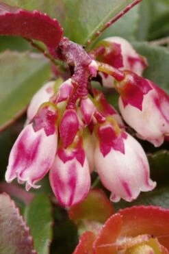 Evergreen Huckleberry (Vaccinium Ovatum) -3 Gallon Pot 18 Evergreen Huckleberry (Vaccinium Ovatum) -3 Gallon Pot -Garden Plant Seeds vaccinium ovatum evergreen huckleberry 4