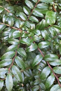 Evergreen Huckleberry (Vaccinium Ovatum) -3 Gallon Pot 20 Evergreen Huckleberry (Vaccinium Ovatum) -3 Gallon Pot -Garden Plant Seeds vaccinium ovatum evergreen huckleberry 7