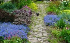 Georgia Blue Veronica Umbrosa - 6 Pack Of 1 Gallon Pots -Garden Plant Seeds veronica peduncularis georgia blue speedwell 1