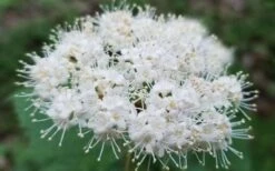 Maple Leaf Viburnum - 3 Gallon Pot 21 Maple Leaf Viburnum - 3 Gallon Pot -Garden Plant Seeds viburnum acerifolium maple leaf 15 2