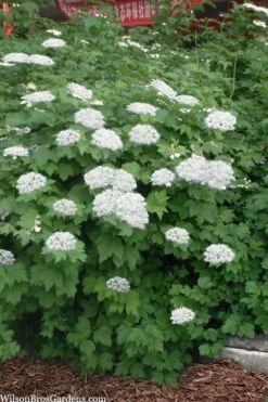 Maple Leaf Viburnum - 3 Gallon Pot 16 Maple Leaf Viburnum - 3 Gallon Pot -Garden Plant Seeds viburnum acerifolium maple leaf 16 2