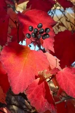 Maple Leaf Viburnum - 1 Gallon Pot 18 Maple Leaf Viburnum - 1 Gallon Pot -Garden Plant Seeds viburnum acerifolium maple leaf 2
