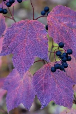 Maple Leaf Viburnum - 3 Gallon Pot 20 Maple Leaf Viburnum - 3 Gallon Pot -Garden Plant Seeds viburnum acerifolium maple leaf 3 2