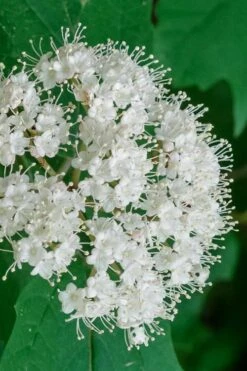 Maple Leaf Viburnum - 3 Gallon Pot 17 Maple Leaf Viburnum - 3 Gallon Pot -Garden Plant Seeds viburnum acerifolium maple leaf 7 2