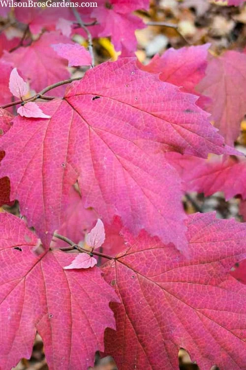 Maple Leaf Viburnum - 3 Gallon Pot 9 Maple Leaf Viburnum - 3 Gallon Pot - Image 7