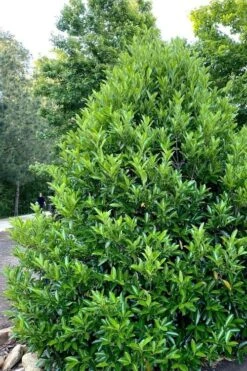 Mirror Leaf Sweet Viburnum - 1 Gallon Pot 10 Mirror Leaf Sweet Viburnum - 1 Gallon Pot -Garden Plant Seeds viburnum awabuki chindo 3 2