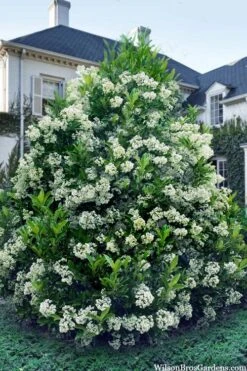 Mirror Leaf Sweet Viburnum - 3 Gallon Pot