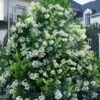 Mirror Leaf Sweet Viburnum - 7 Gallon Pot (2-3') 2 Mirror Leaf Sweet Viburnum - 7 Gallon Pot (2-3') -Garden Plant Seeds viburnum awabuki chindo 30 3