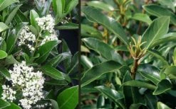 Mirror Leaf Sweet Viburnum - 3 Gallon Pot -Garden Plant Seeds viburnum awabuki chindo 4 1