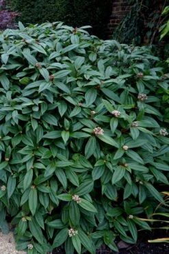 David Viburnum - 3 Gallon Pot 26 David Viburnum - 3 Gallon Pot -Garden Plant Seeds viburnum davidii 1