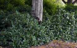 David Viburnum - 3 Gallon Pot 22 David Viburnum - 3 Gallon Pot -Garden Plant Seeds viburnum davidii 12