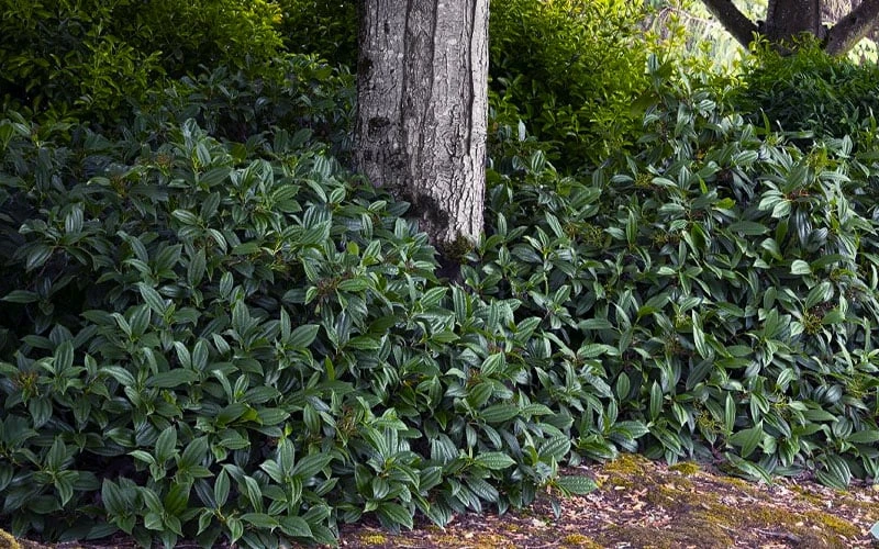 David Viburnum - 3 Gallon Pot 10 David Viburnum - 3 Gallon Pot - Image 8