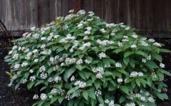 David Viburnum - 3 Gallon Pot 24 David Viburnum - 3 Gallon Pot -Garden Plant Seeds viburnum davidii 14