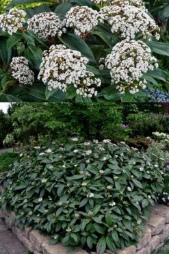 David Viburnum - 3 Gallon Pot 18 David Viburnum - 3 Gallon Pot -Garden Plant Seeds viburnum davidii 15