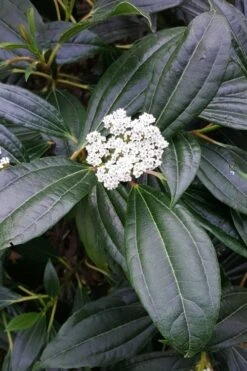 David Viburnum - 3 Gallon Pot 19 David Viburnum - 3 Gallon Pot -Garden Plant Seeds viburnum davidii 16