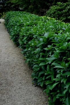 David Viburnum - 3 Gallon Pot 27 David Viburnum - 3 Gallon Pot -Garden Plant Seeds viburnum davidii 17