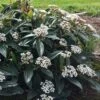David Viburnum - 3 Gallon Pot -Garden Plant Seeds viburnum davidii 18