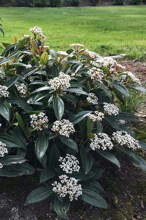 David Viburnum - 3 Gallon Pot 3 David Viburnum - 3 Gallon Pot