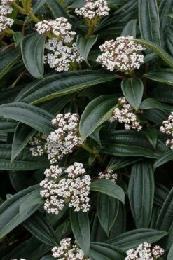 David Viburnum - 3 Gallon Pot 23 David Viburnum - 3 Gallon Pot -Garden Plant Seeds viburnum davidii 3
