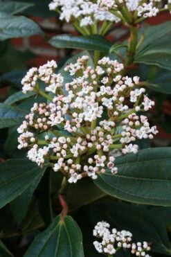 David Viburnum - 3 Gallon Pot 20 David Viburnum - 3 Gallon Pot -Garden Plant Seeds viburnum davidii 5