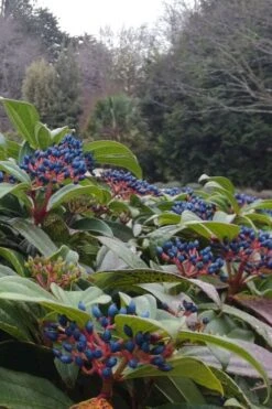 David Viburnum - 3 Gallon Pot 25 David Viburnum - 3 Gallon Pot -Garden Plant Seeds viburnum davidii 6