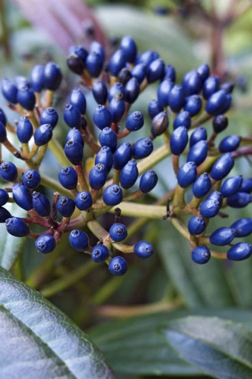 David Viburnum - 3 Gallon Pot 9 David Viburnum - 3 Gallon Pot - Image 7