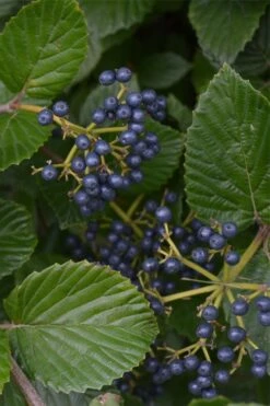 Arrowwood Viburnum - 3 Gallon Pot 17 Arrowwood Viburnum - 3 Gallon Pot -Garden Plant Seeds viburnum dentatum arrowwood 2