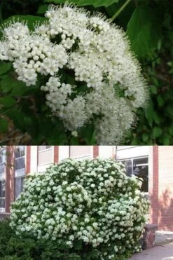 Arrowwood Viburnum - 3 Gallon Pot 13 Arrowwood Viburnum - 3 Gallon Pot -Garden Plant Seeds viburnum dentatum arrowwood 3