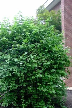 Arrowwood Viburnum - 3 Gallon Pot 15 Arrowwood Viburnum - 3 Gallon Pot -Garden Plant Seeds viburnum dentatum arrowwood 7