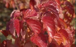 Arrowwood Viburnum - 3 Gallon Pot 16 Arrowwood Viburnum - 3 Gallon Pot -Garden Plant Seeds viburnum dentatum arrowwood 9