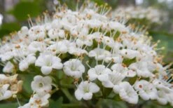 Mohican Arrowwood Viburnum - 6 Gallon Pot (4-5') 17 Mohican Arrowwood Viburnum - 6 Gallon Pot (4-5') -Garden Plant Seeds viburnum lantana mohican 1