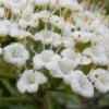 Mohican Arrowwood Viburnum - 6 Gallon Pot (4-5') -Garden Plant Seeds viburnum lantana mohican 2
