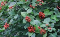 Mohican Arrowwood Viburnum - 6 Gallon Pot (4-5') 16 Mohican Arrowwood Viburnum - 6 Gallon Pot (4-5') -Garden Plant Seeds viburnum lantana mohican 3