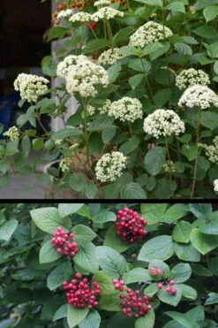 Mohican Arrowwood Viburnum - 6 Gallon Pot (4-5') 15 Mohican Arrowwood Viburnum - 6 Gallon Pot (4-5') -Garden Plant Seeds viburnum lantana mohican 4