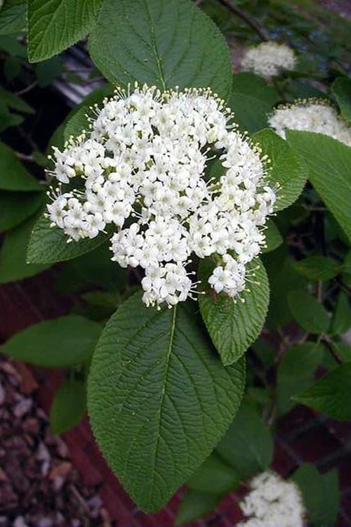 Mohican Arrowwood Viburnum - 6 Gallon Pot (4-5') 7 Mohican Arrowwood Viburnum - 6 Gallon Pot (4-5') - Image 5