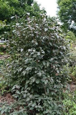 Mohican Arrowwood Viburnum - 6 Gallon Pot (4-5') 13 Mohican Arrowwood Viburnum - 6 Gallon Pot (4-5') -Garden Plant Seeds viburnum lantana mohican 6