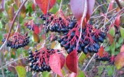 Nannyberry Viburnum - 3 Gallon Pot 11 Nannyberry Viburnum - 3 Gallon Pot -Garden Plant Seeds viburnum lentago nannyberry 2